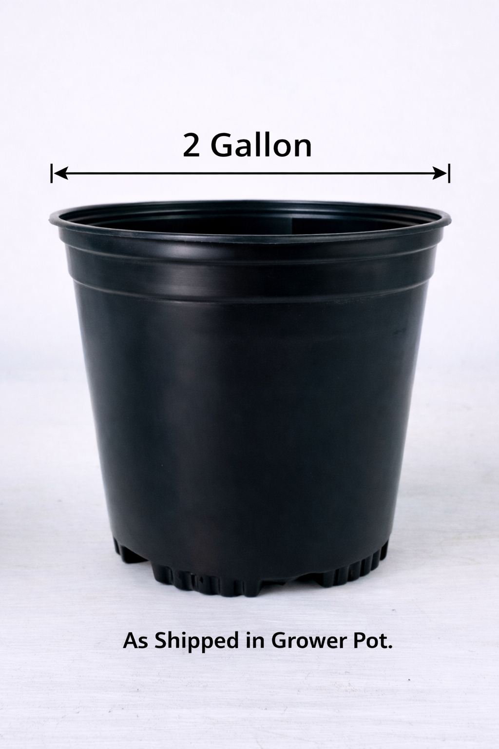 Olea 'Coratina' Olives - 2 Gallon (PICK UP ONLY)