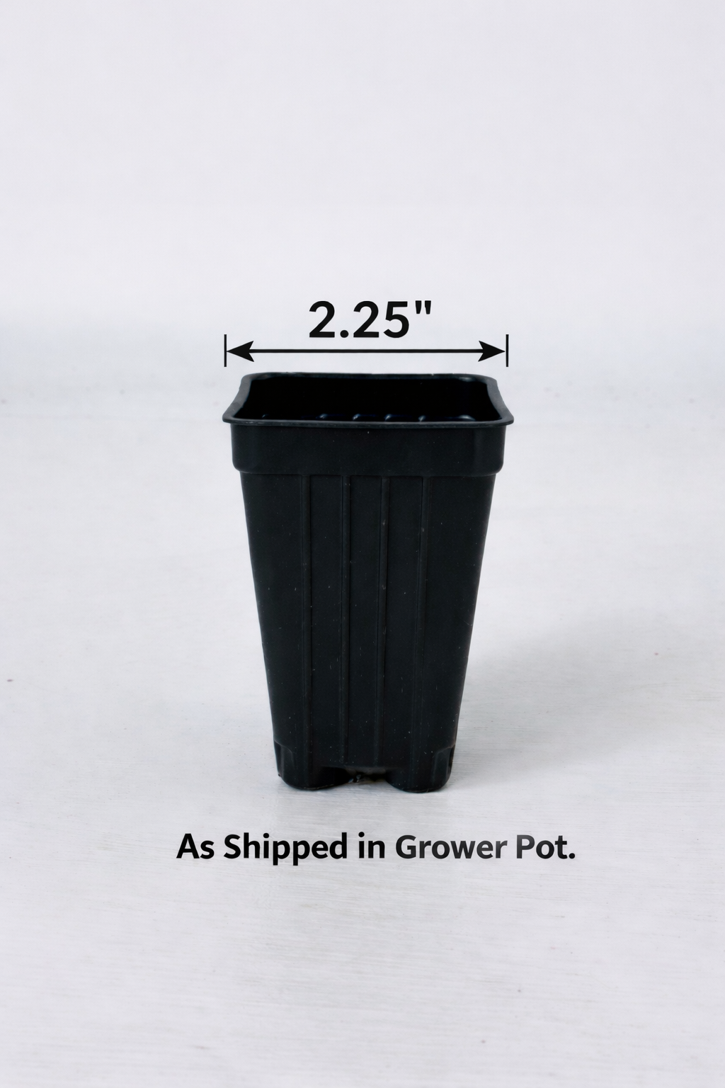 Punica Dwarf Pomegranate- 2.25" Pot