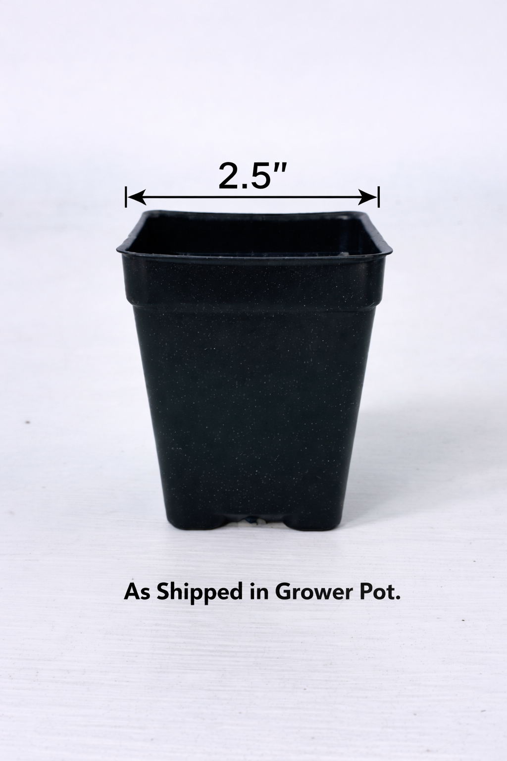 Lantana, Little Lucky™'Yellow' - 2.5" Pot / Box of 4