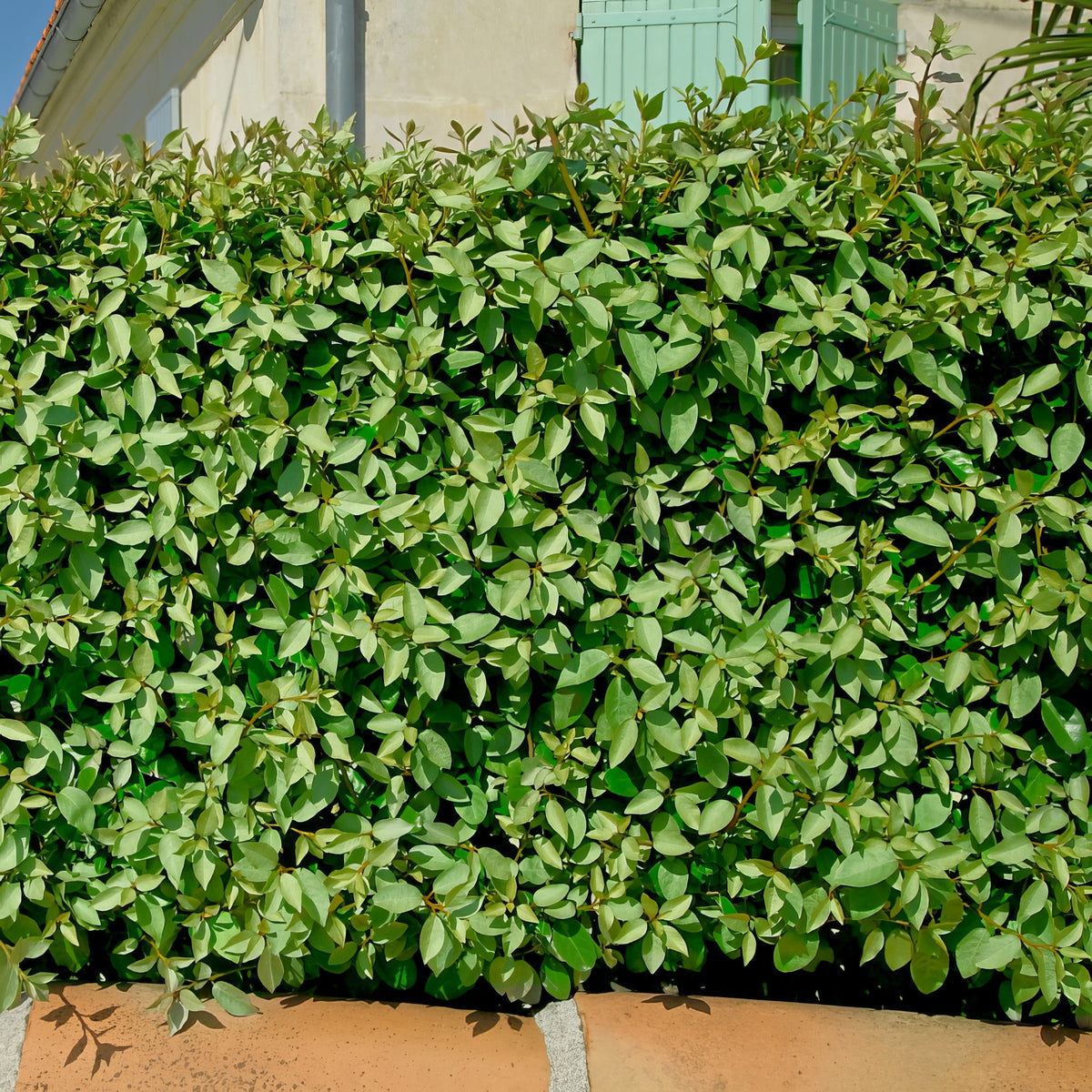 Eleagnus 'Ebbinge's Silverberry' - 3 Gallon Pot