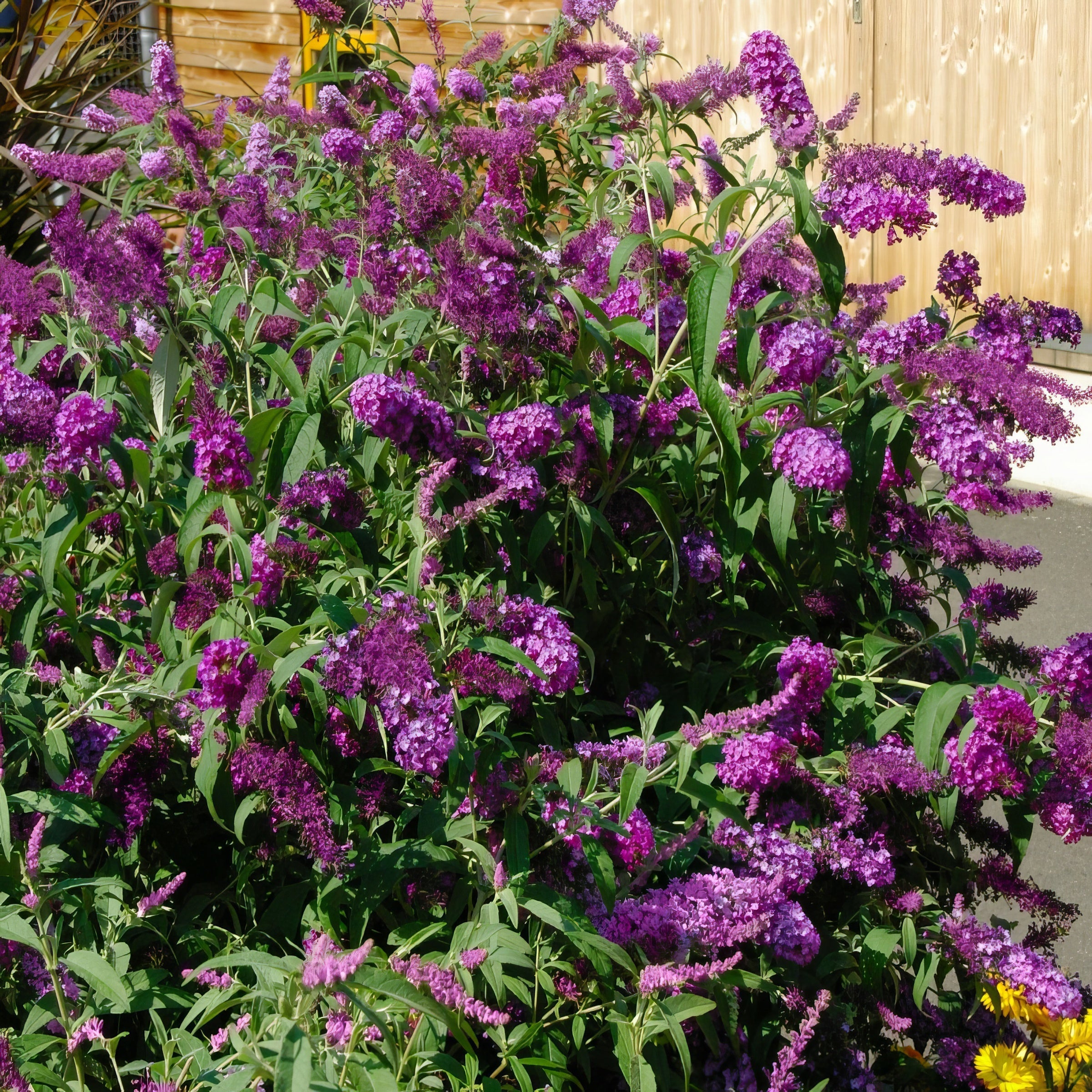 Buddleia 'Nanho Purple' Flowering Shrub With Purple Blooms - 1G Pot