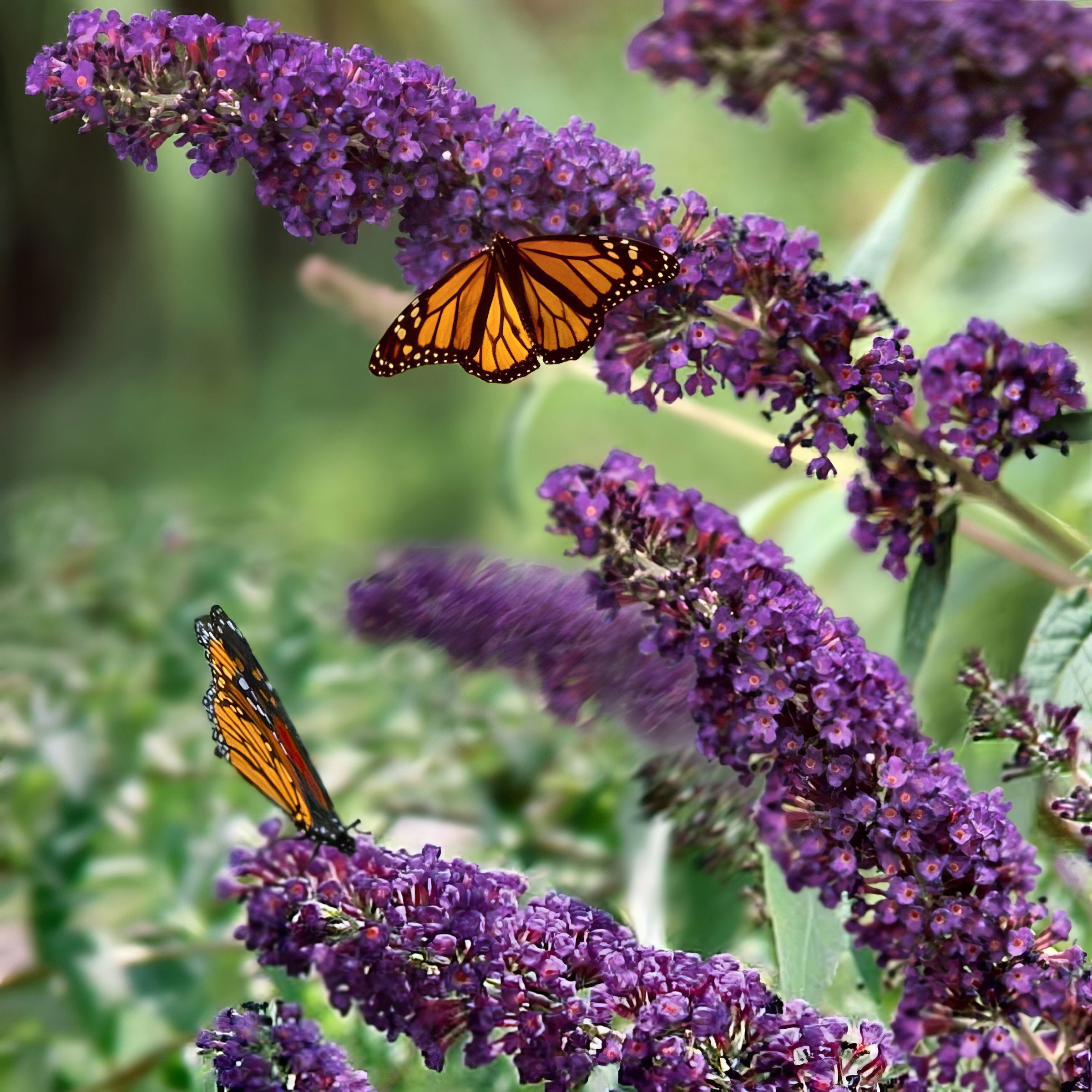 Buddleia 'Black Knight' Butterfly Bush - 1 Gallon Pot
