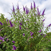 Buddleia 'Black Knight' Butterfly Bush - 1 Gallon Pot