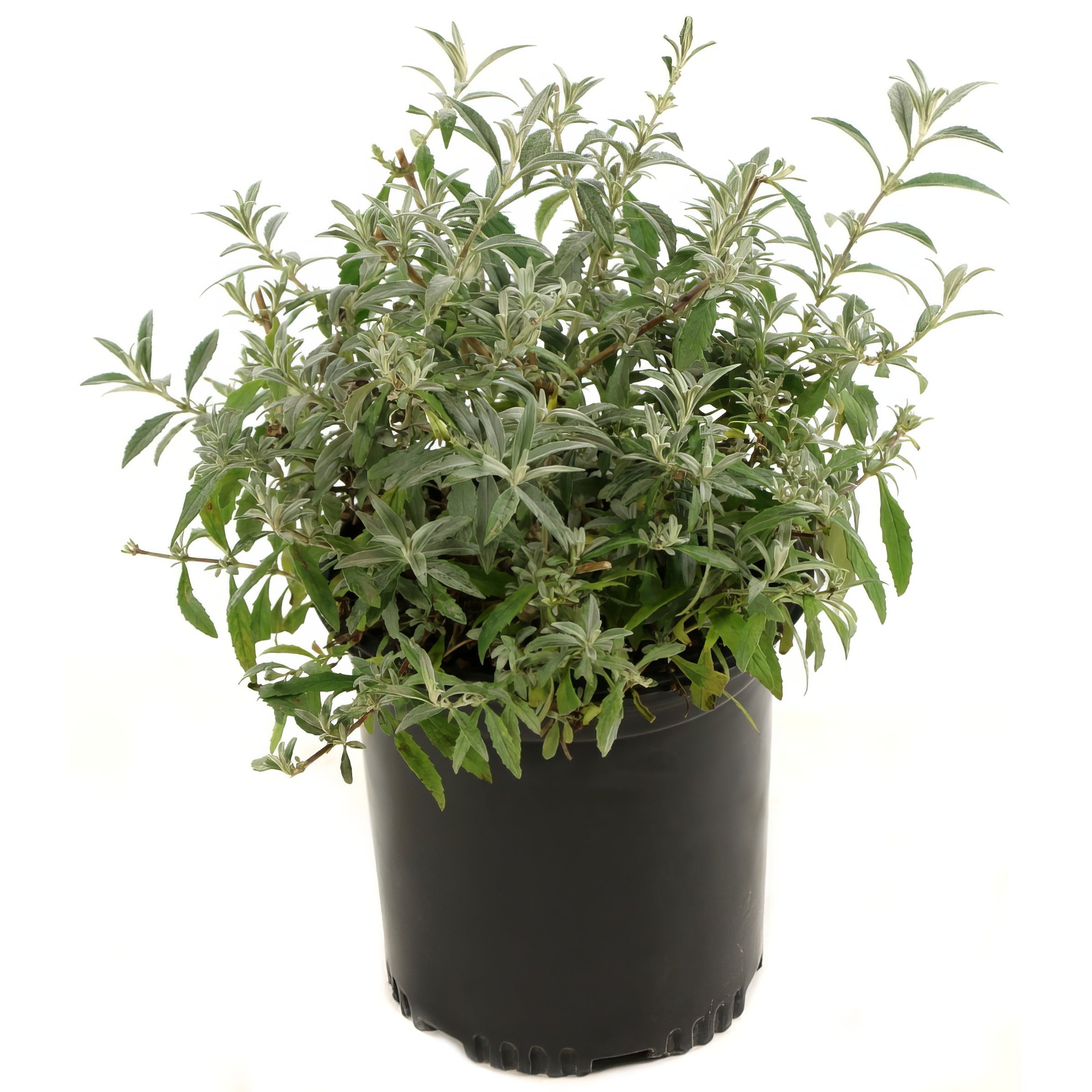 Buddleia 'Black Knight' Flowering Shrub With Purple Blooms - 1G Pot