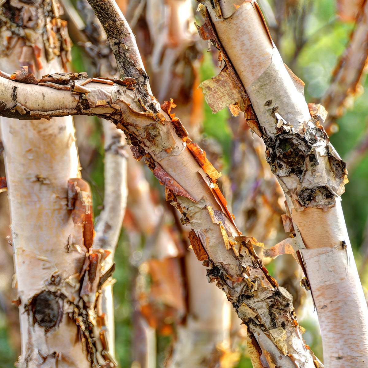 Betula, River Birch Tree - 3 Gallon Pot