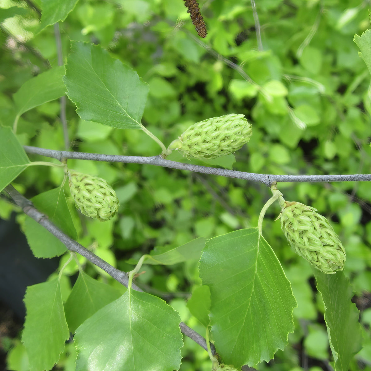 Betula, River Birch Tree - 3 Gallon Pot