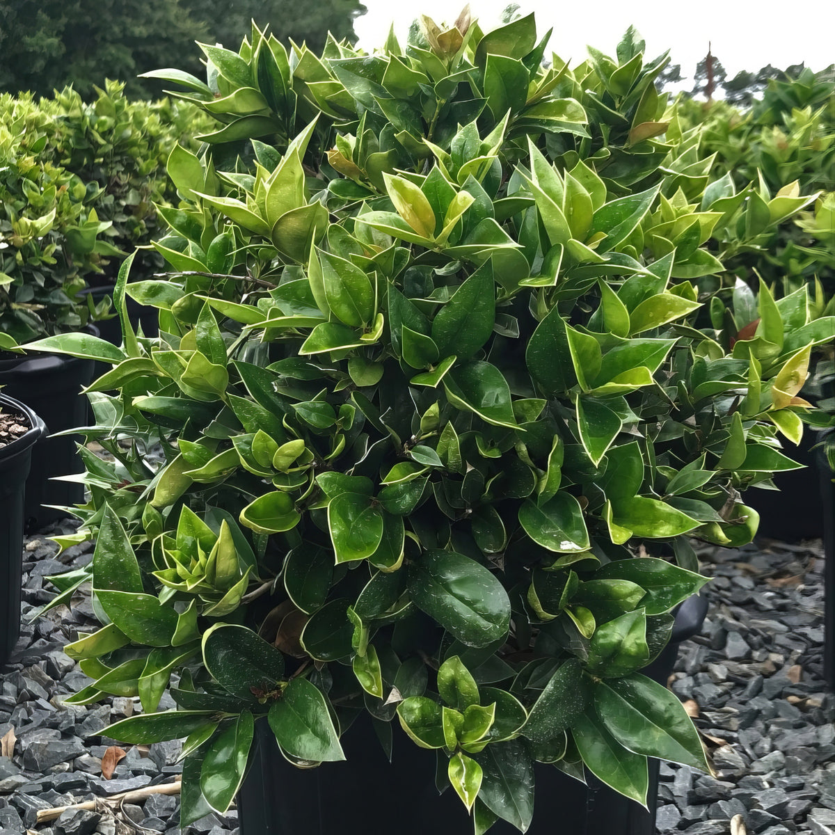 Ilex, 'Carissa' Holly - 3 Gallon Pot