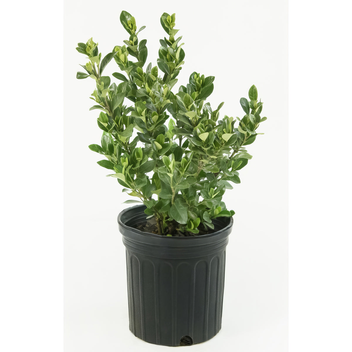 Gardenia 'Daisy' - 1 Gallon Pot