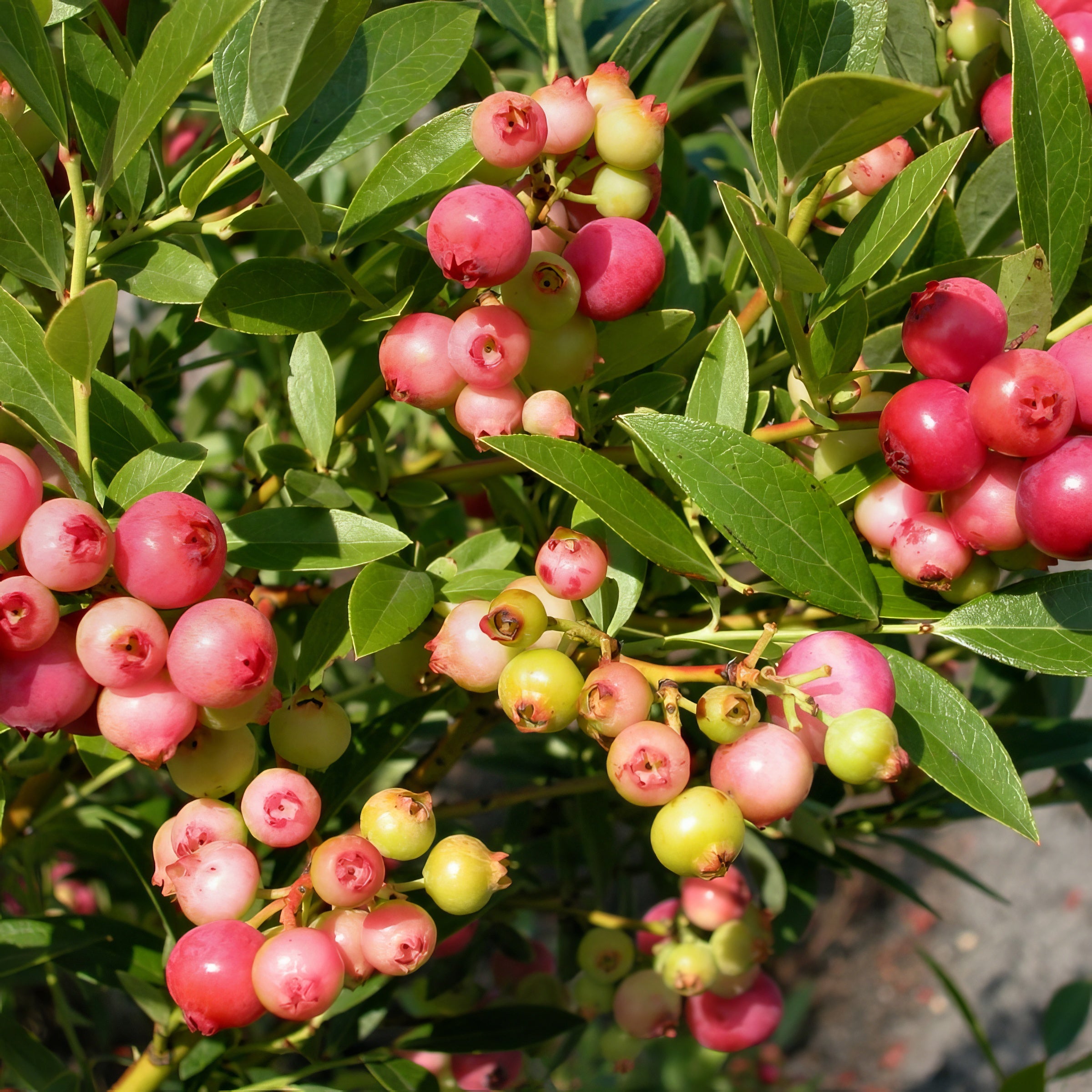 'Pink Lemonade' Blueberry Bush - 4" Pot, SPRING PREORDER