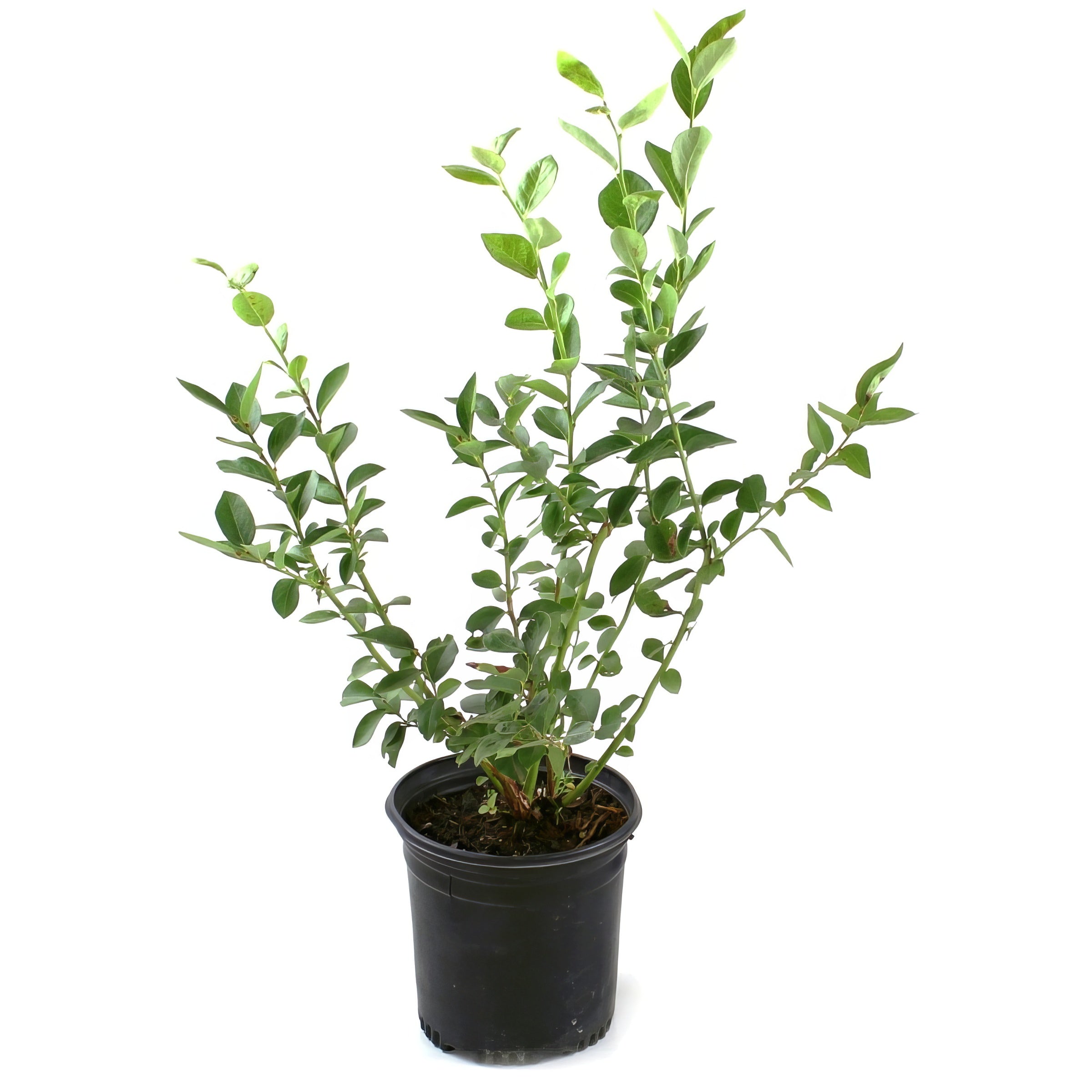 'Pink Lemonade' Blueberry Bush - 4" Pot, SPRING PREORDER