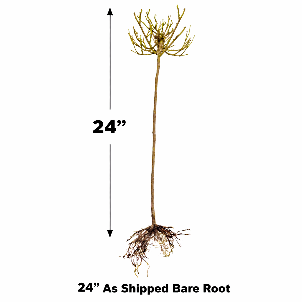 Double Red Knock Out® Tree Rose - 24" Bare Root