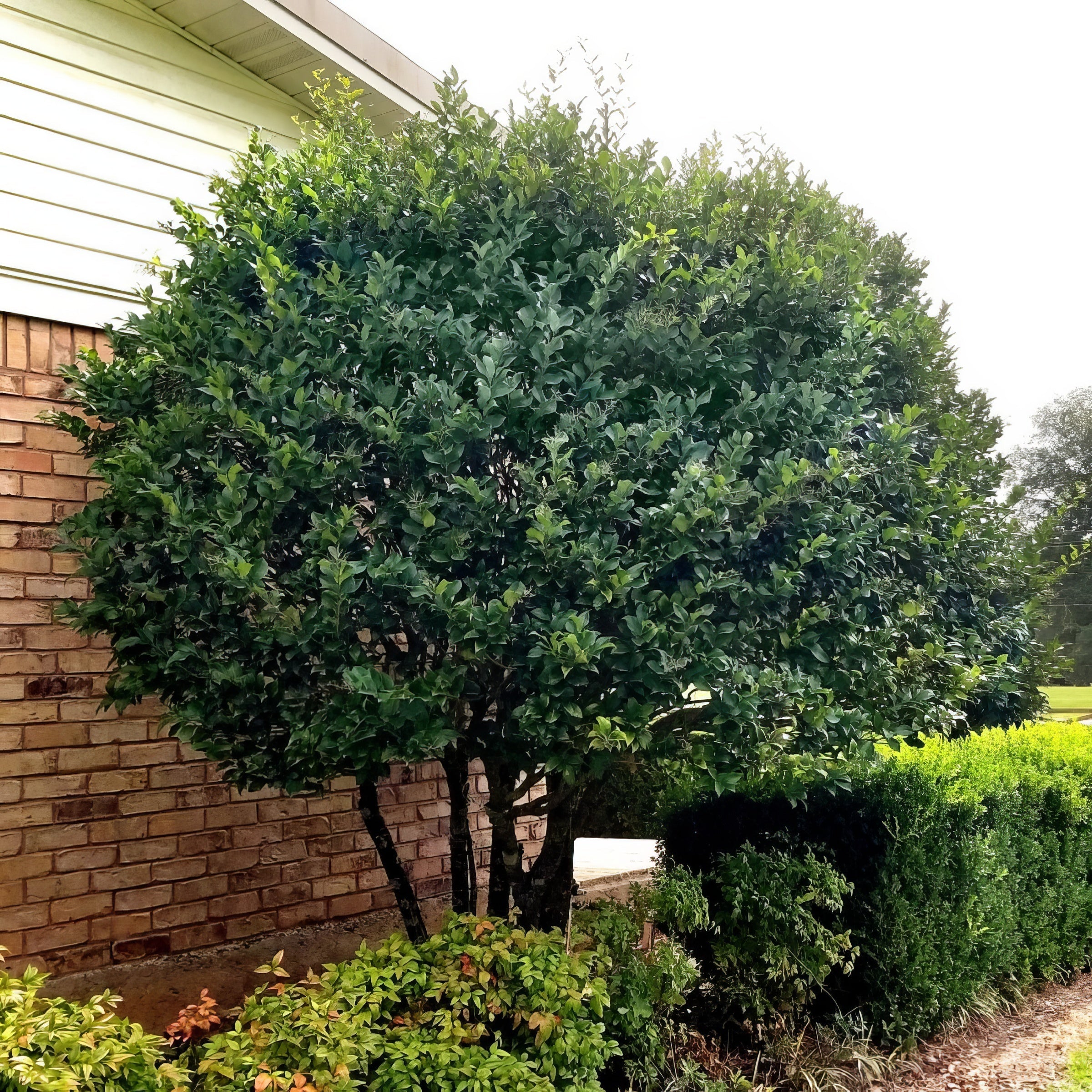 Ligustrum Curly Leaf, Evergreen Flowering Shrub - 3G Pot