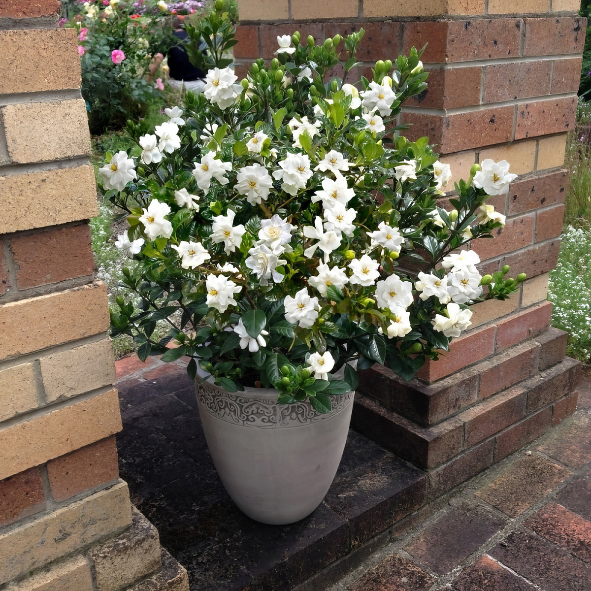 Gardenia 'Radicans' - 3 Gallon Pot
