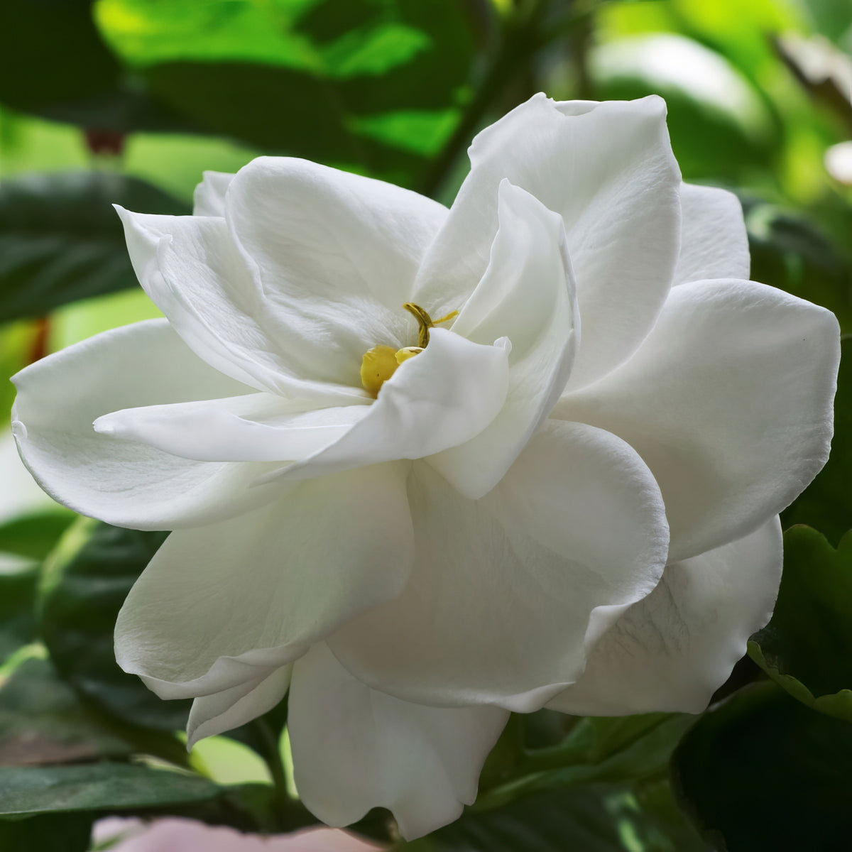 Gardenia 'Radicans' - 3 Gallon Pot