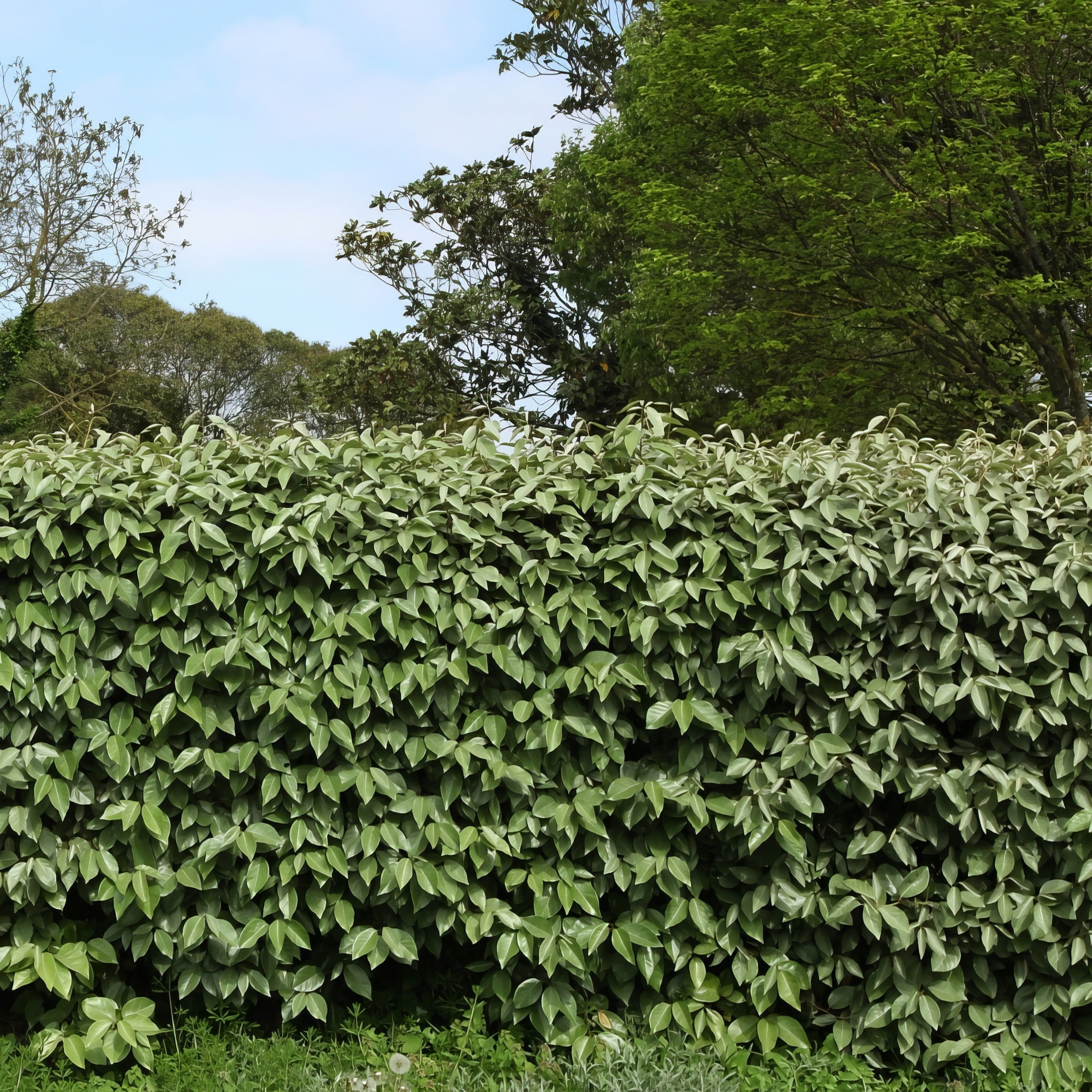 Ebbing's Silverberry - 1G Pot