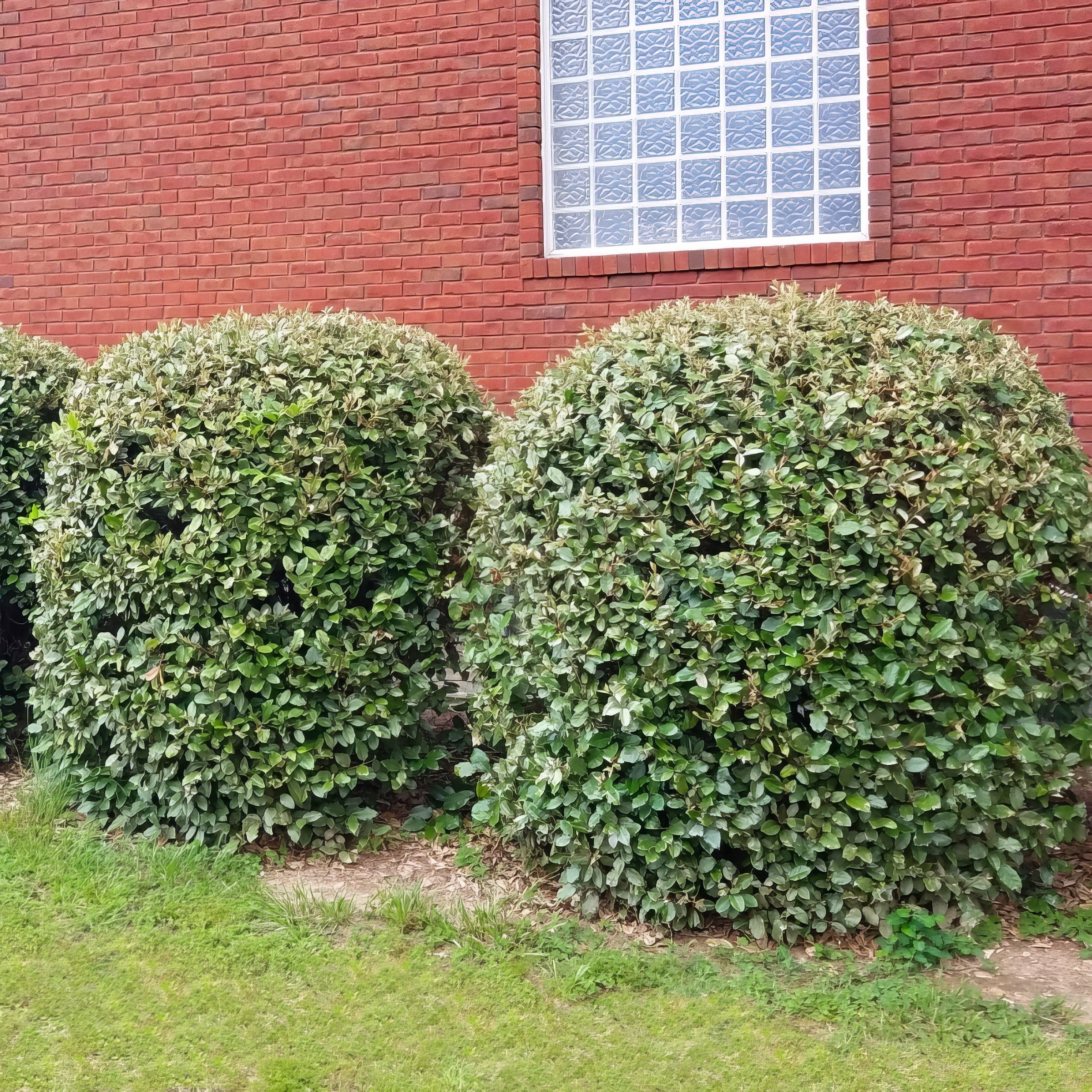 Ebbing's Silverberry - 1G Pot