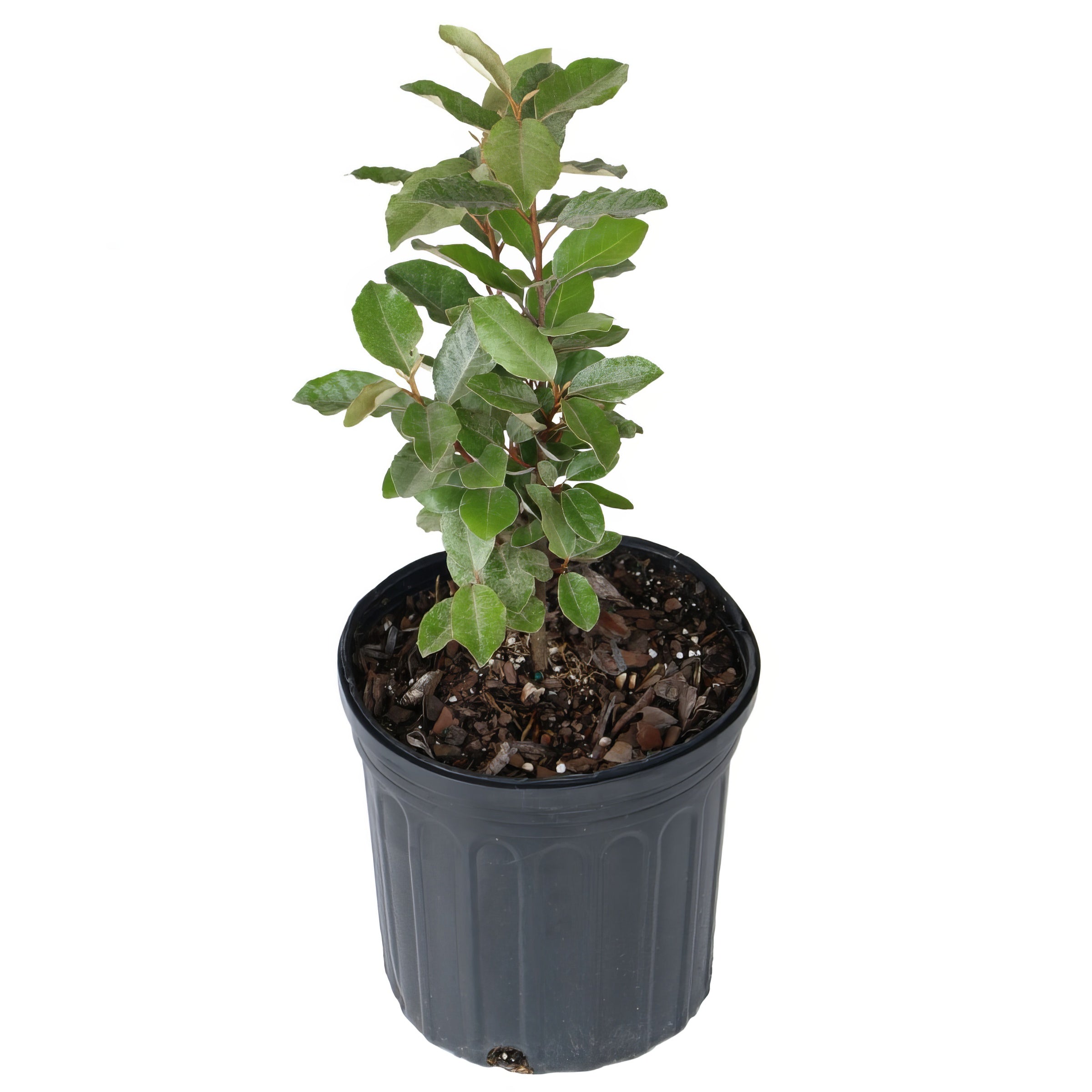 Ebbing's Silverberry - 1G Pot