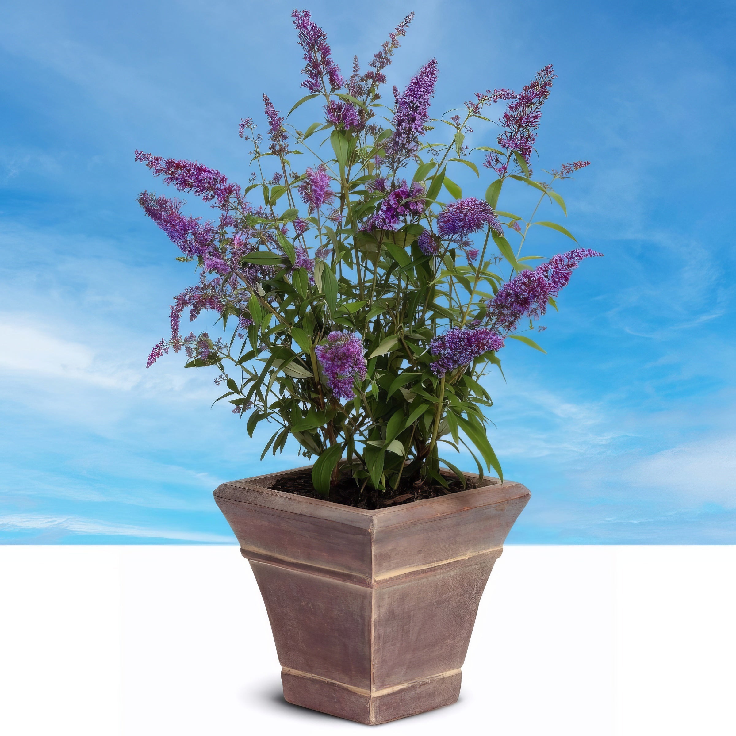 Buddleia 'Black Knight' Butterfly Bush - 1 Gallon Pot