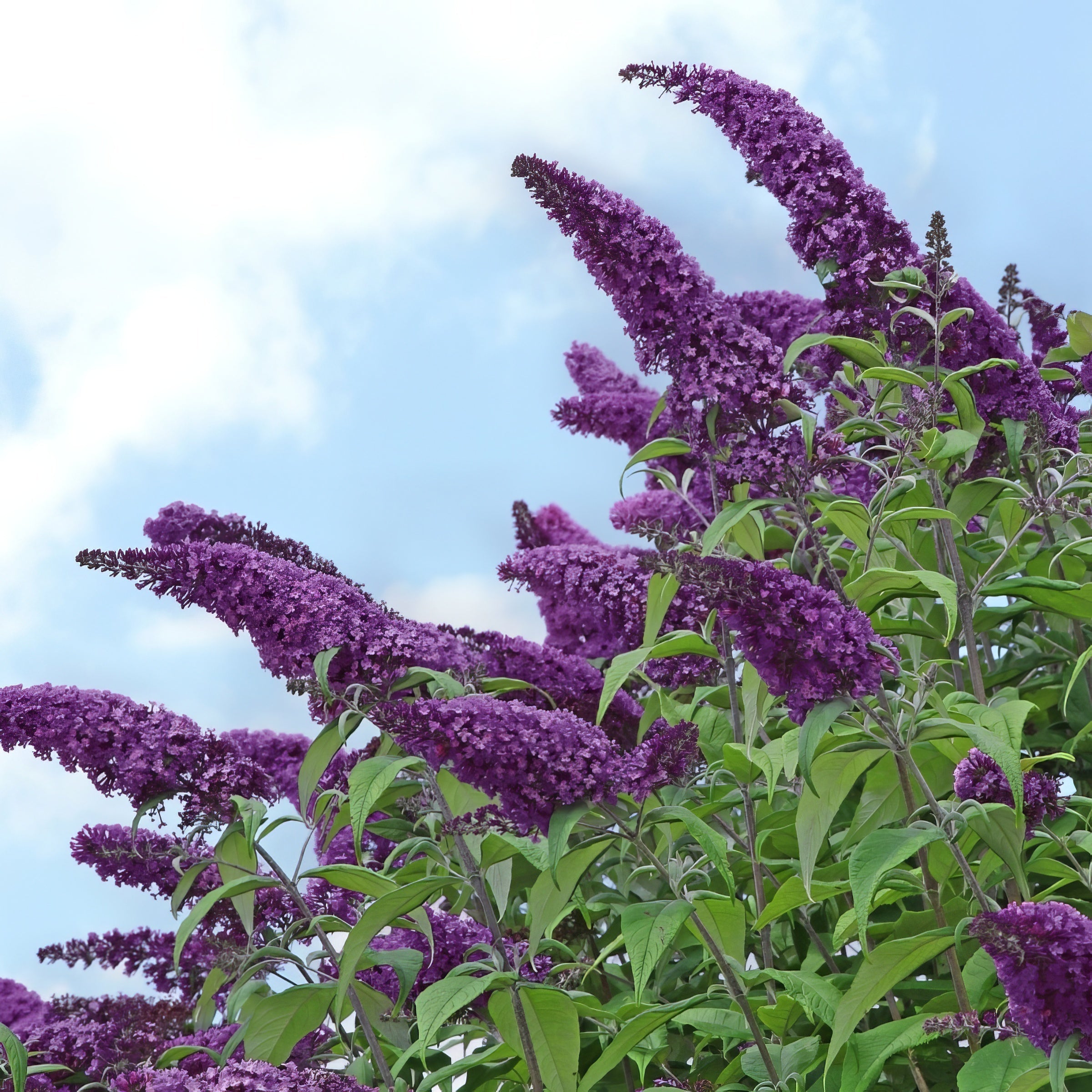 Buddleia 'Black Knight' Butterfly Bush - 1 Gallon Pot