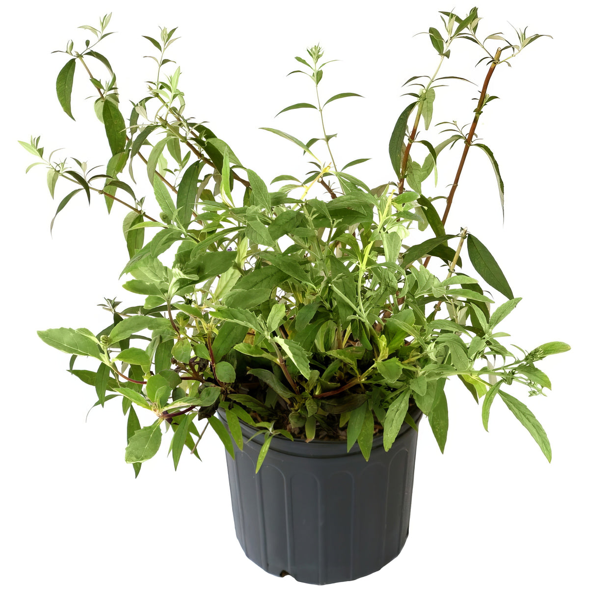 Buddleia 'Black Knight' Butterfly Bush - 3 Gallon Pot