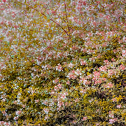 Abelia 'Francis Mason' - 3 Gallon Pot