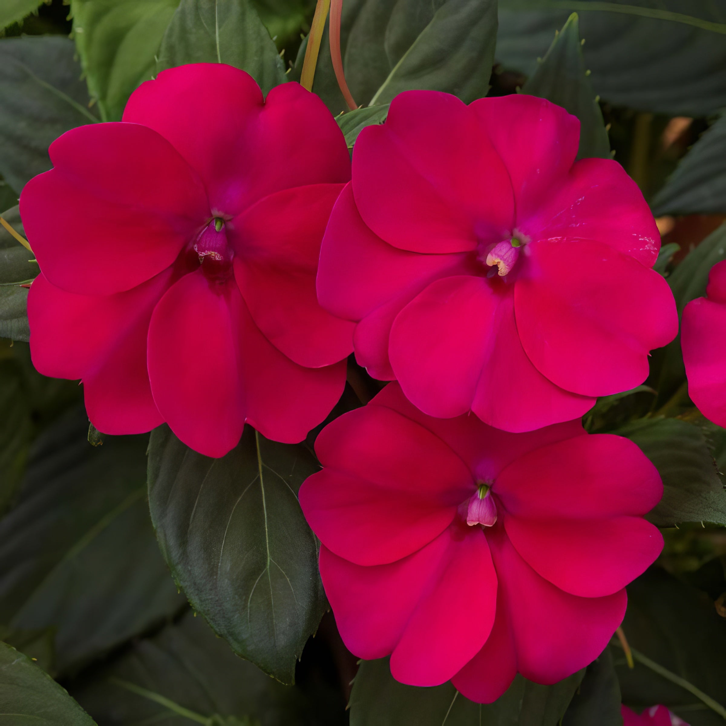 Berry Bliss SunPatiens® Royal Magenta - 2.5" Pot, SPRING PREORDER