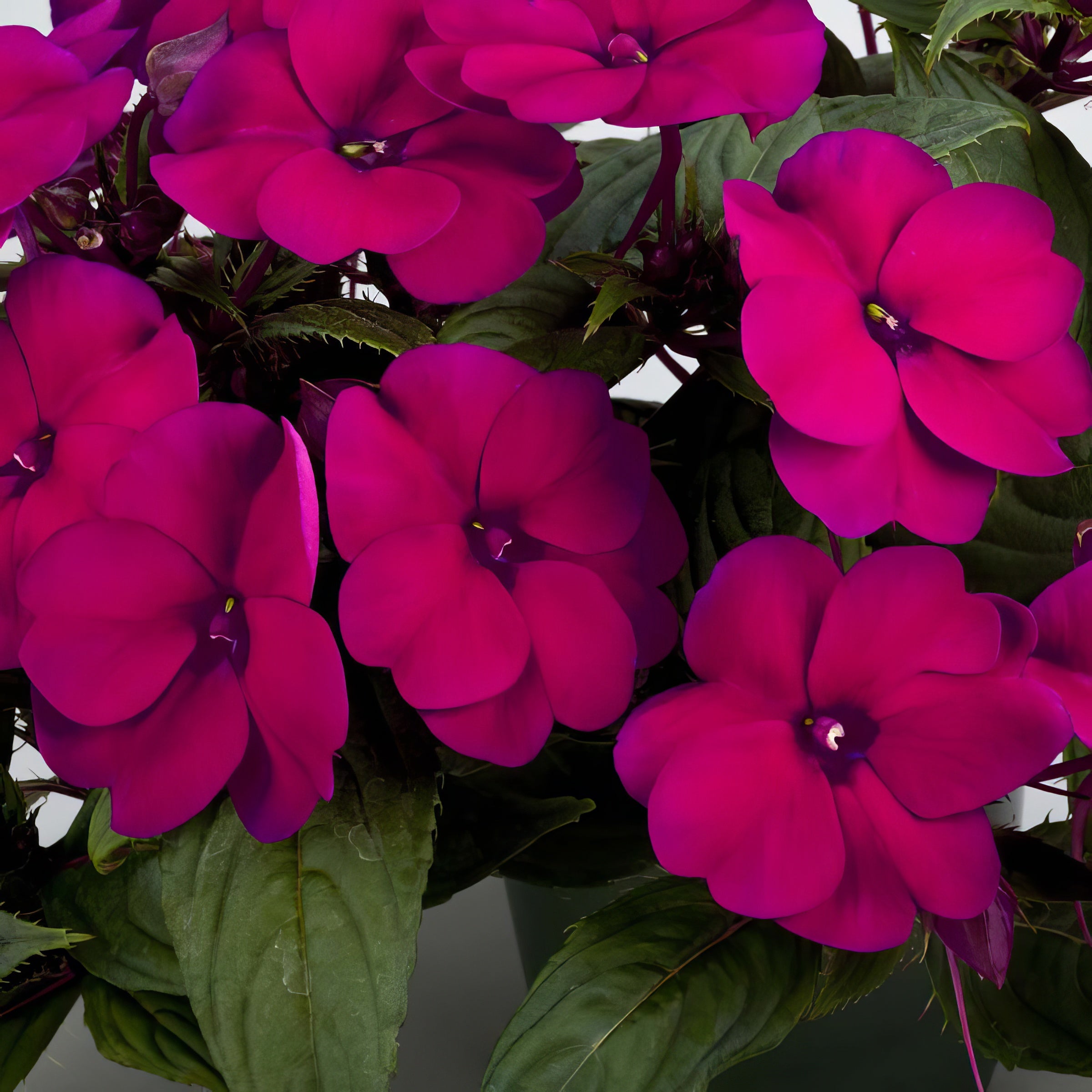 Blush & Blooms SunPatiens® Compact Royal Magenta Improved - 2.5" Pot, SPRING PREORDER