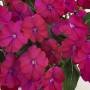 Blush & Blooms SunPatiens® Compact Royal Magenta Improved - 2.5" Pot, SPRING PREORDER