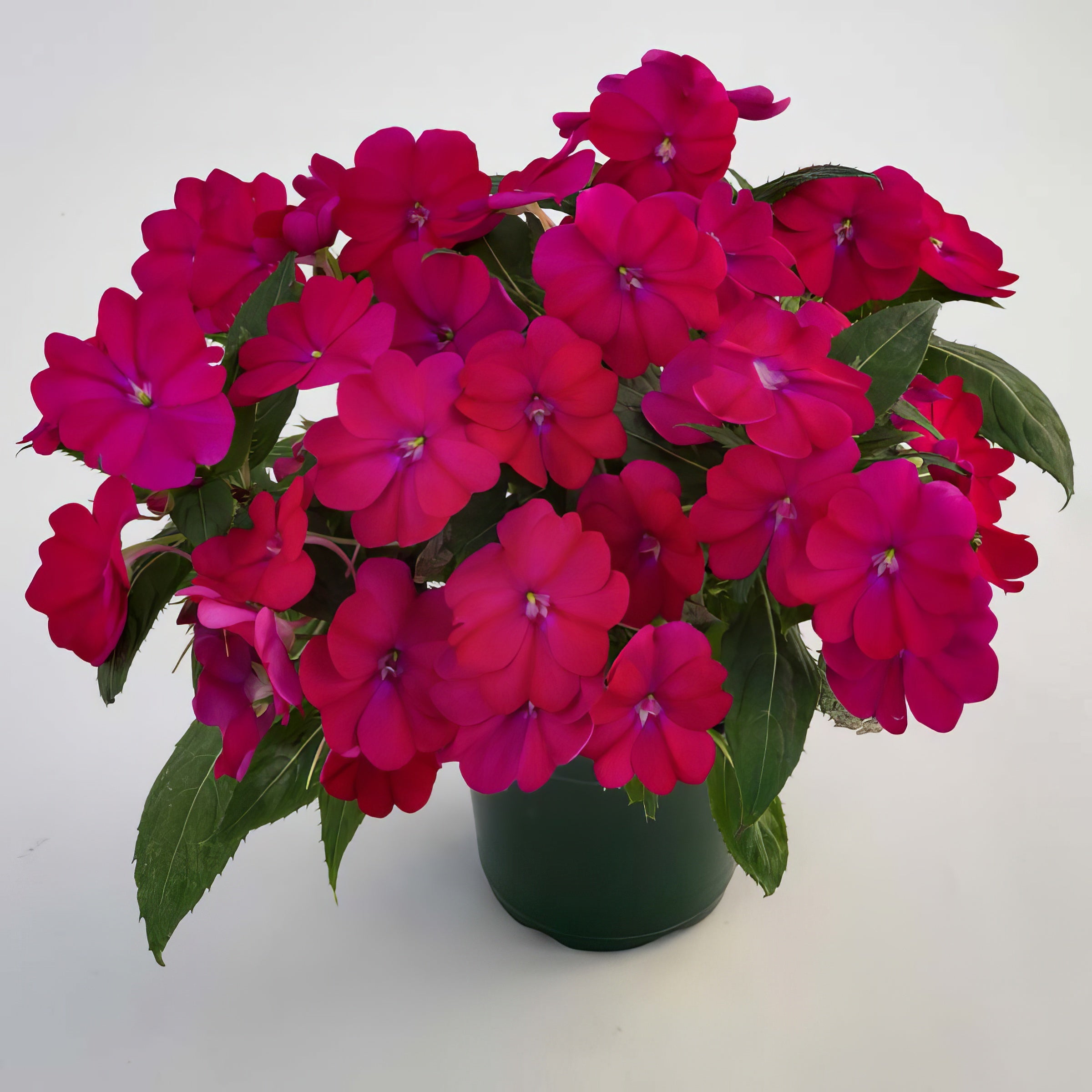 Blush & Blooms SunPatiens® Compact Royal Magenta Improved - 2.5" Pot, SPRING PREORDER