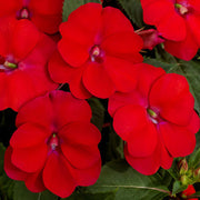 Impatiens SunPatiens® Compact Red - 3.25" Pot (PICK UP ONLY)