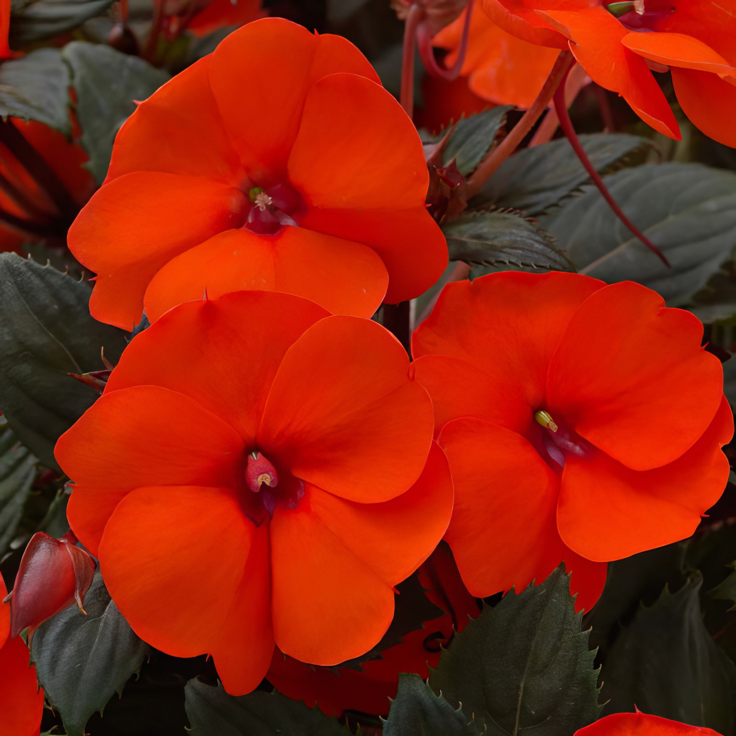 Impatiens, SunPatiens® 3-N-1 Summer Salsa Mix - 4" Pot