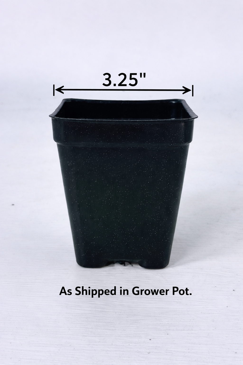 Campsis Hot Lips - 3.25" Pot