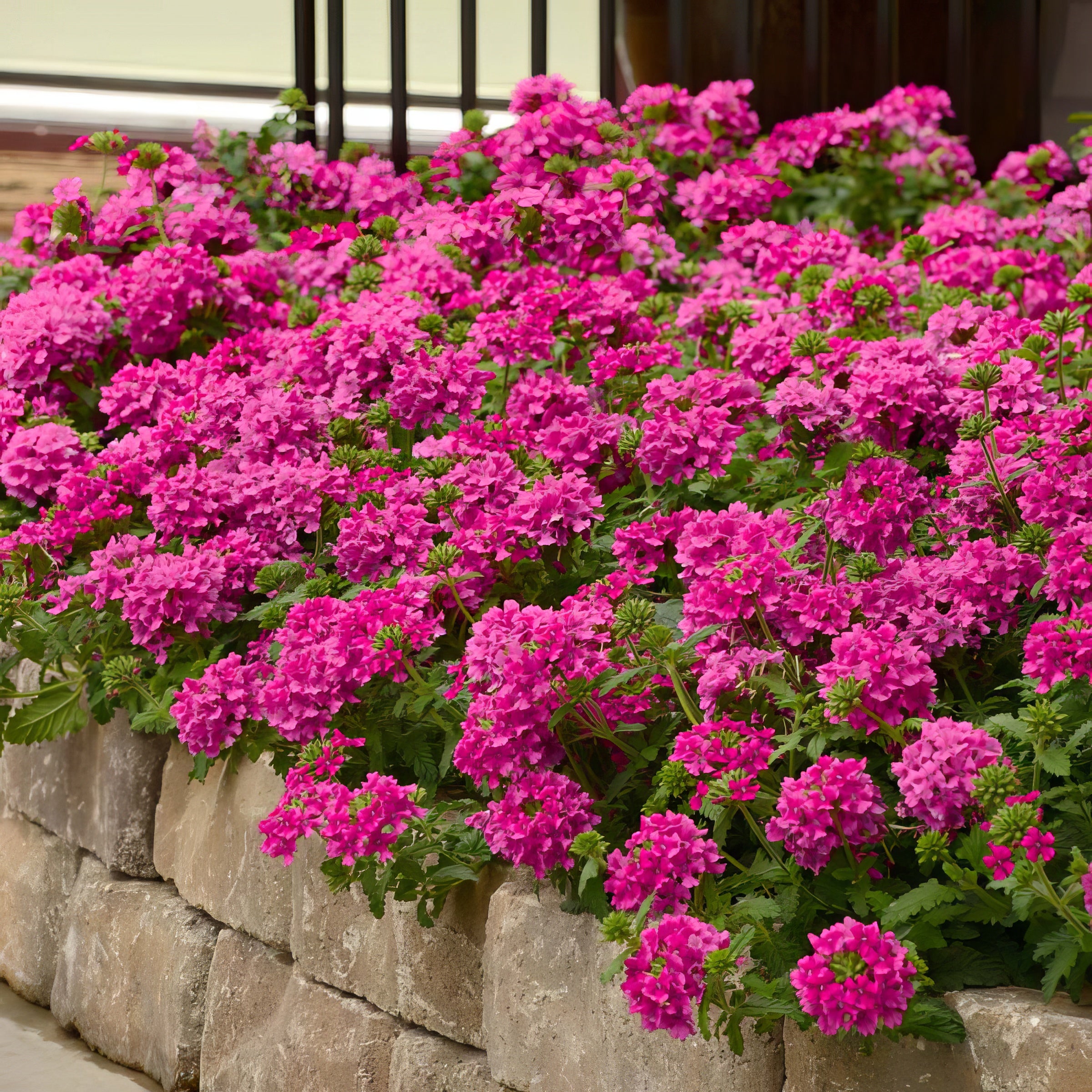 EnduraScape™ Hot Pink Verbena - 4" Pot, SPRING PREORDER