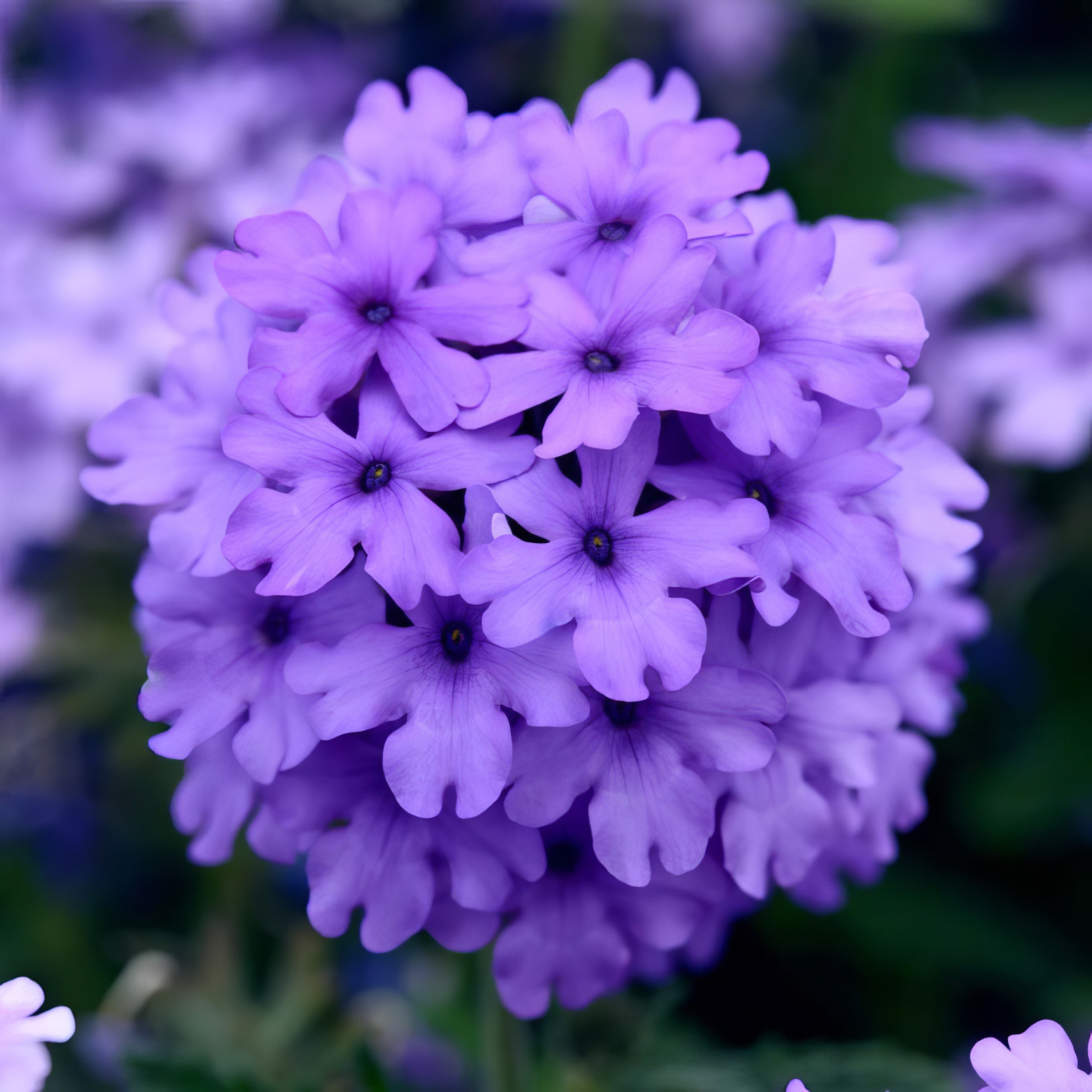 EnduraScape™ Blue Improved Verbena - 4