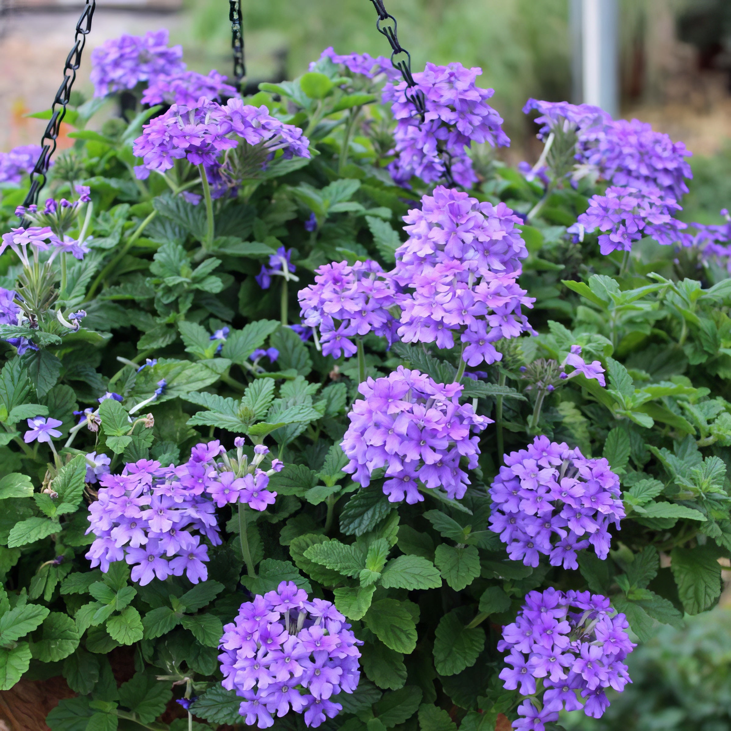 EnduraScape™ Blue Improved Verbena - 4" Pot, SPRING PREORDER