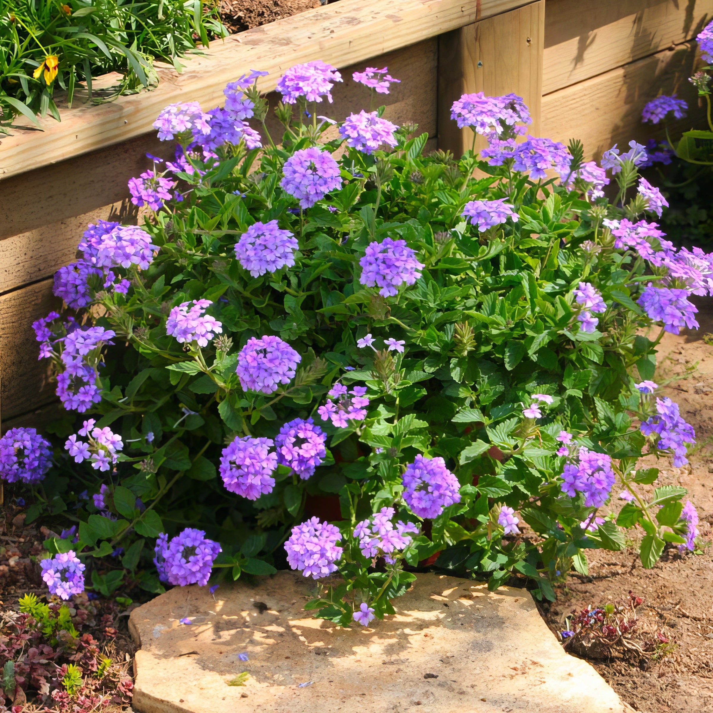 EnduraScape™ Blue Improved Verbena - 4" Pot, SPRING PREORDER