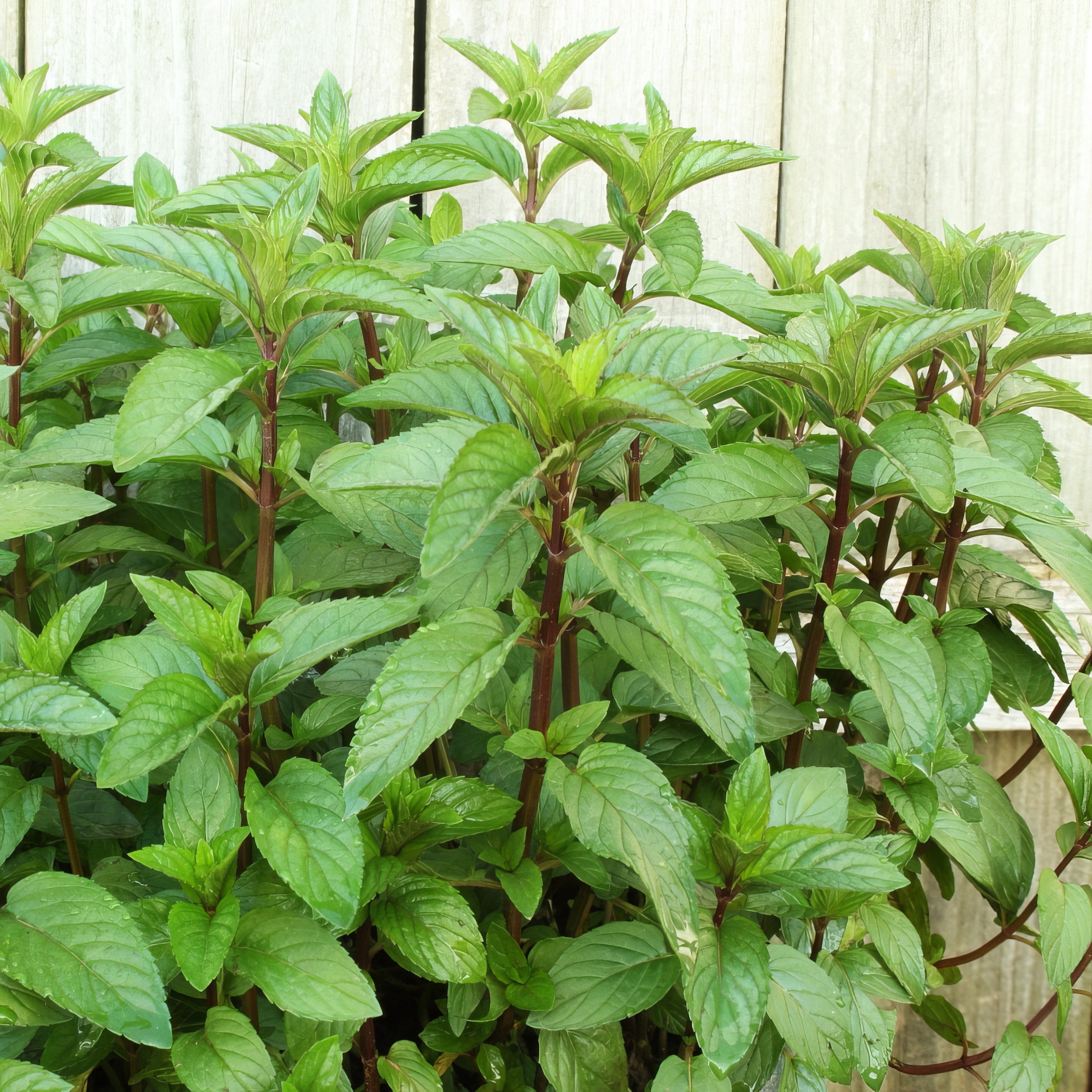 Mentha Chocolate Mint - 10" Hanging Basket
