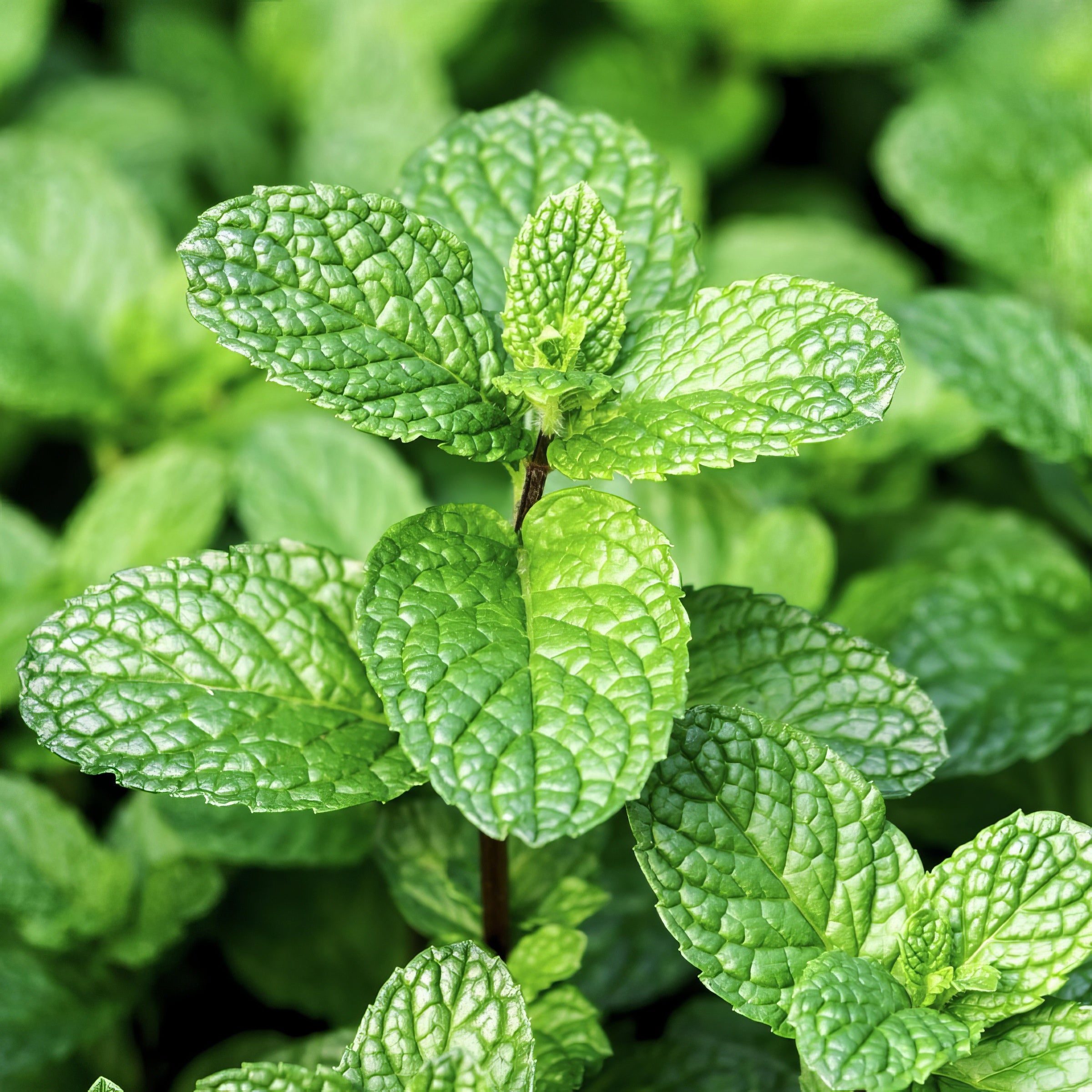 Mentha Peppermint - 4" Pot, SPRING PREORDER