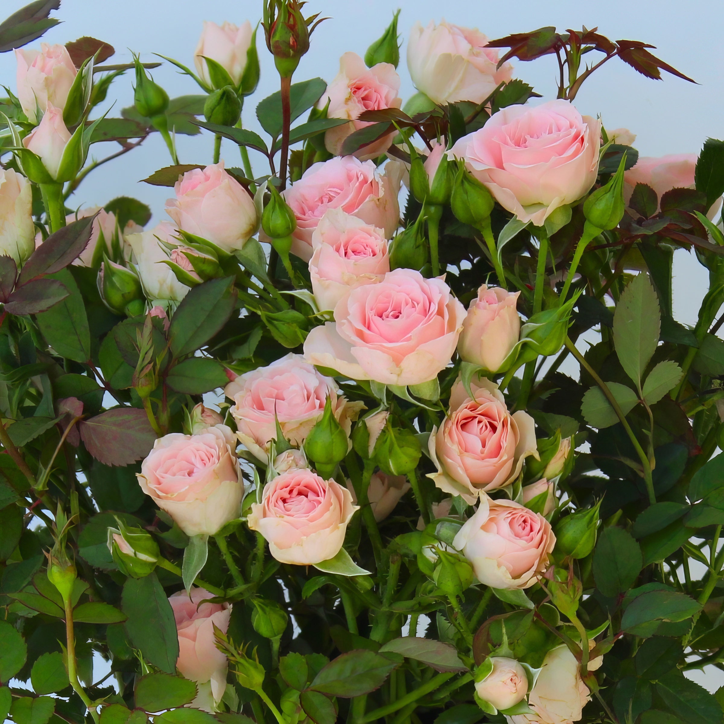 Cottage Farms Direct