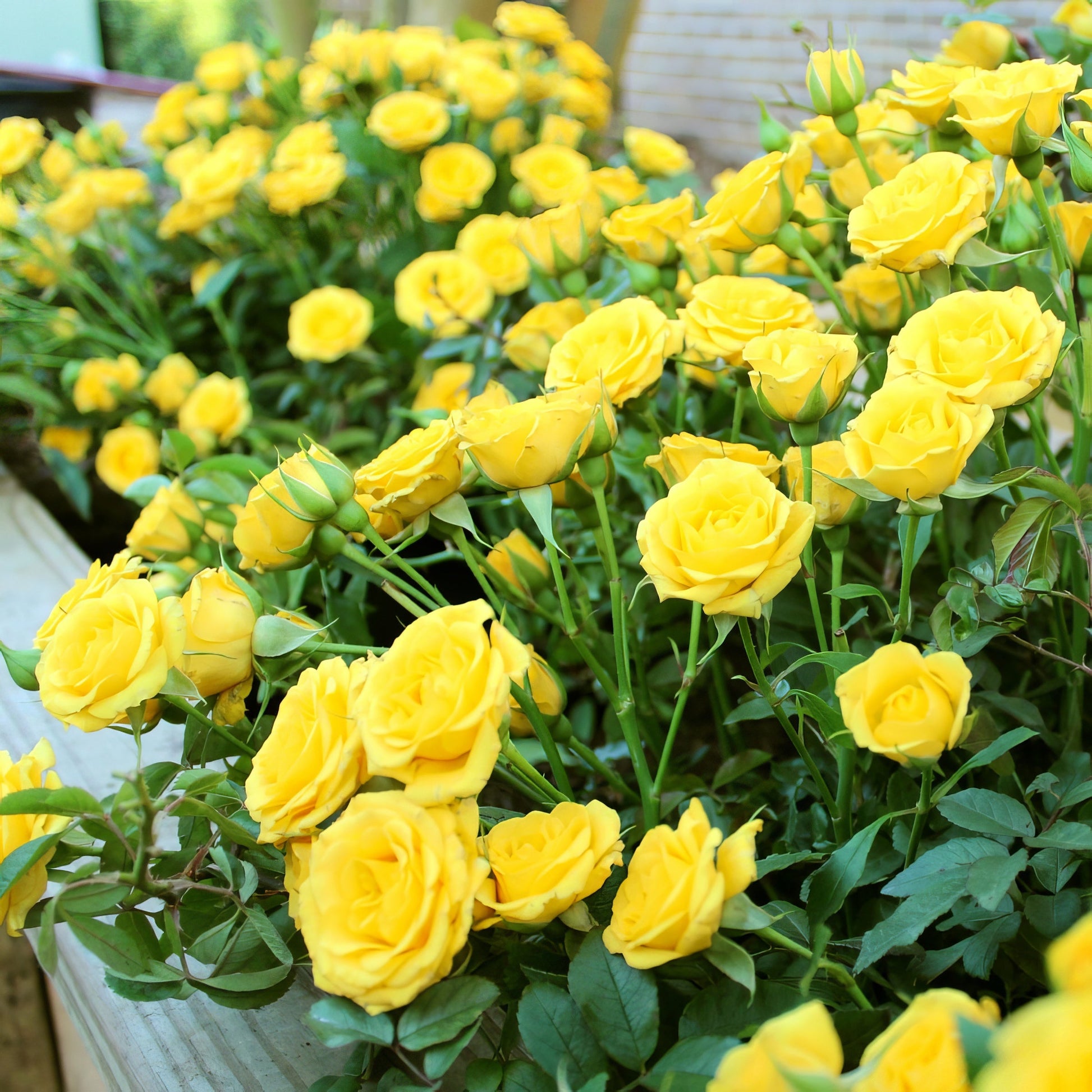 indoor rose plants Miniature Rose Collection
