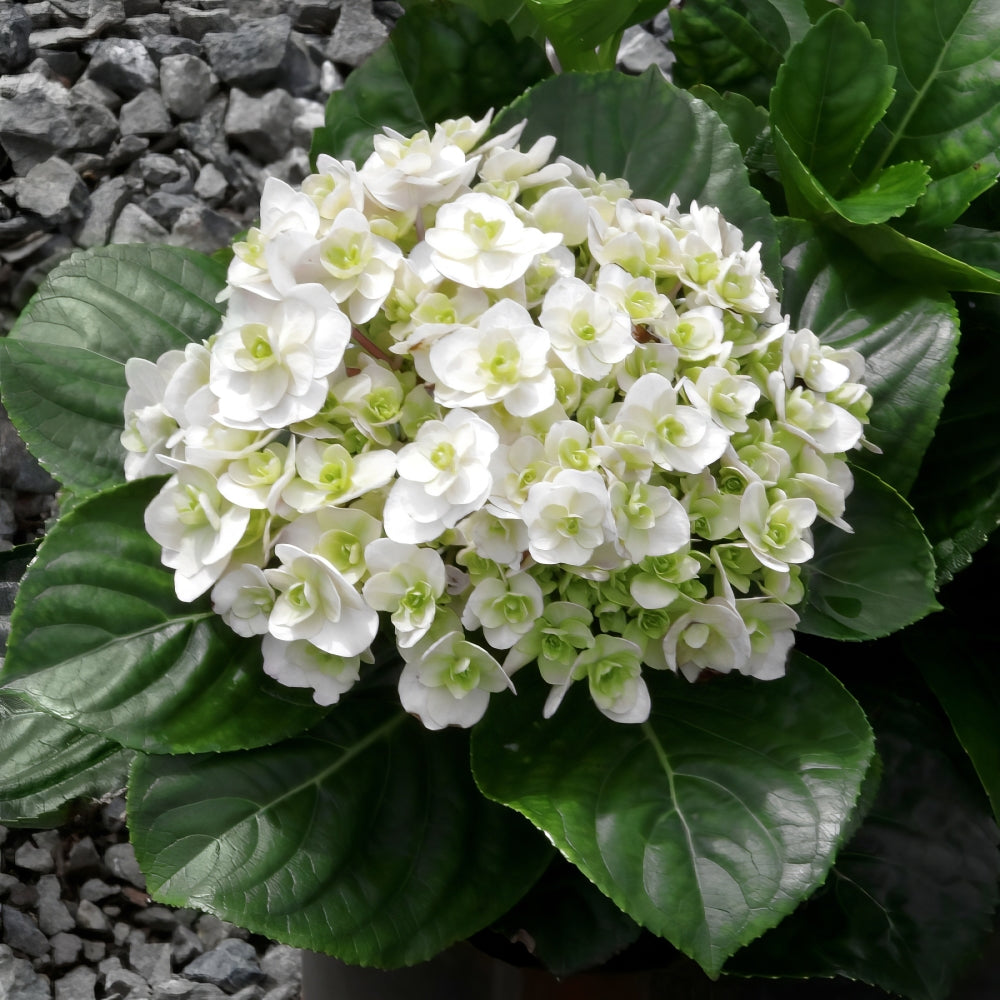 Wedding Gown™ Hydrangea - Trade Gallon Pot