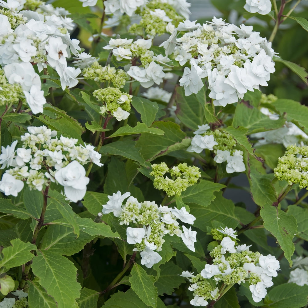 Wedding Gown™ Hydrangea - 4