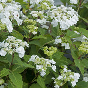 Wedding Gown™ Hydrangea - Trade Gallon Pot