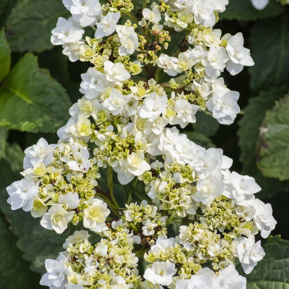 Wedding Gown™ Hydrangea - 4" Pot