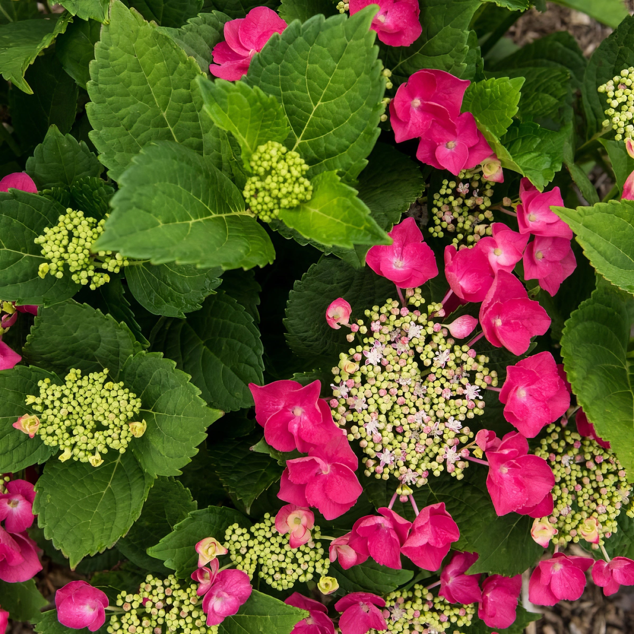 Hydrangea Cherry Explosion 'McKay' - Square Quart (Pick Up Only)