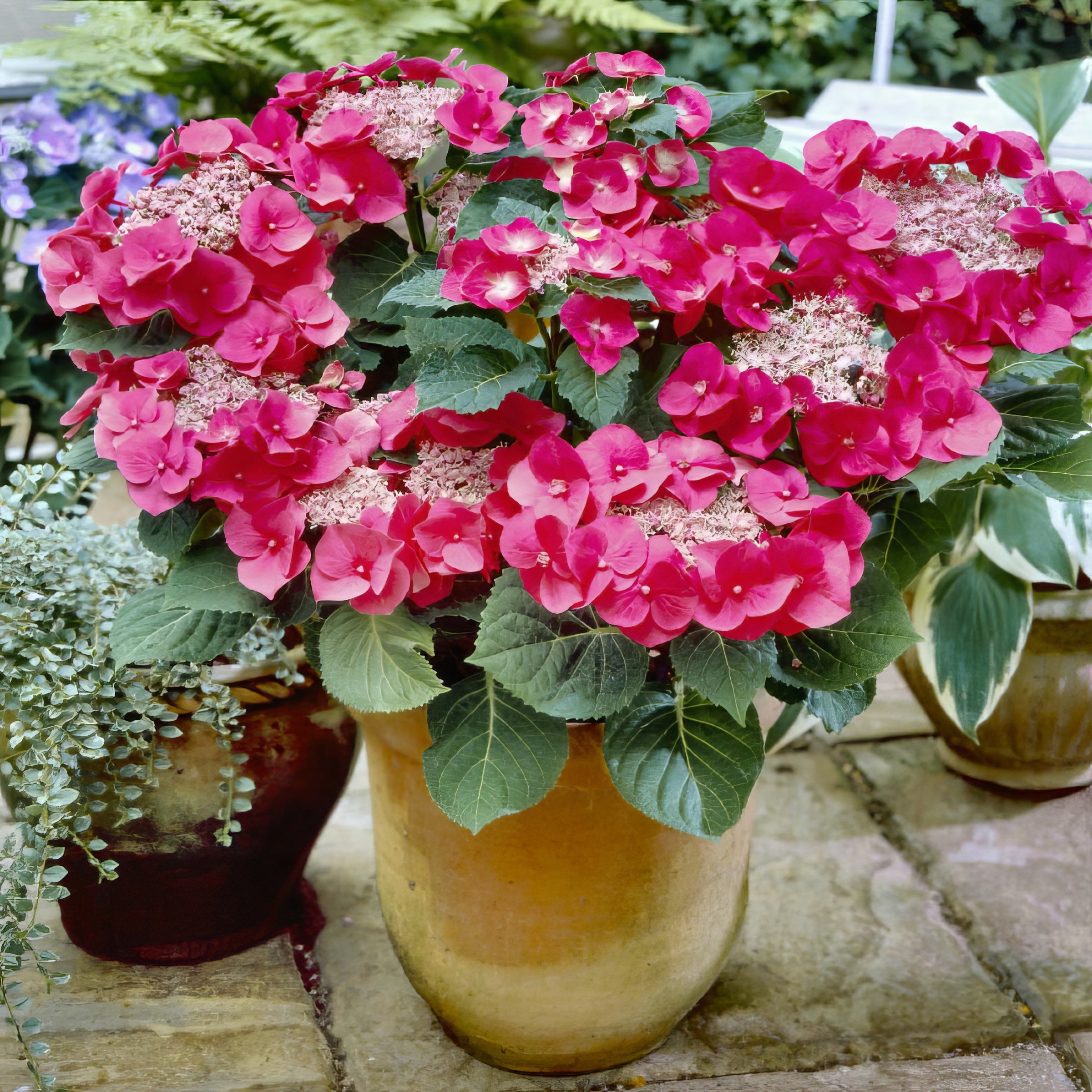 Hydrangea Cherry Explosion 'McKay' - Square Quart (Pick Up Only)