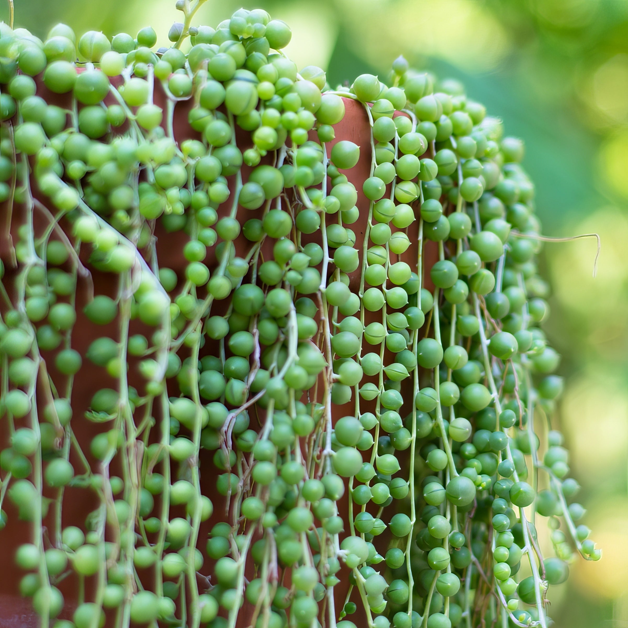 String of Pearls - 4" Pot