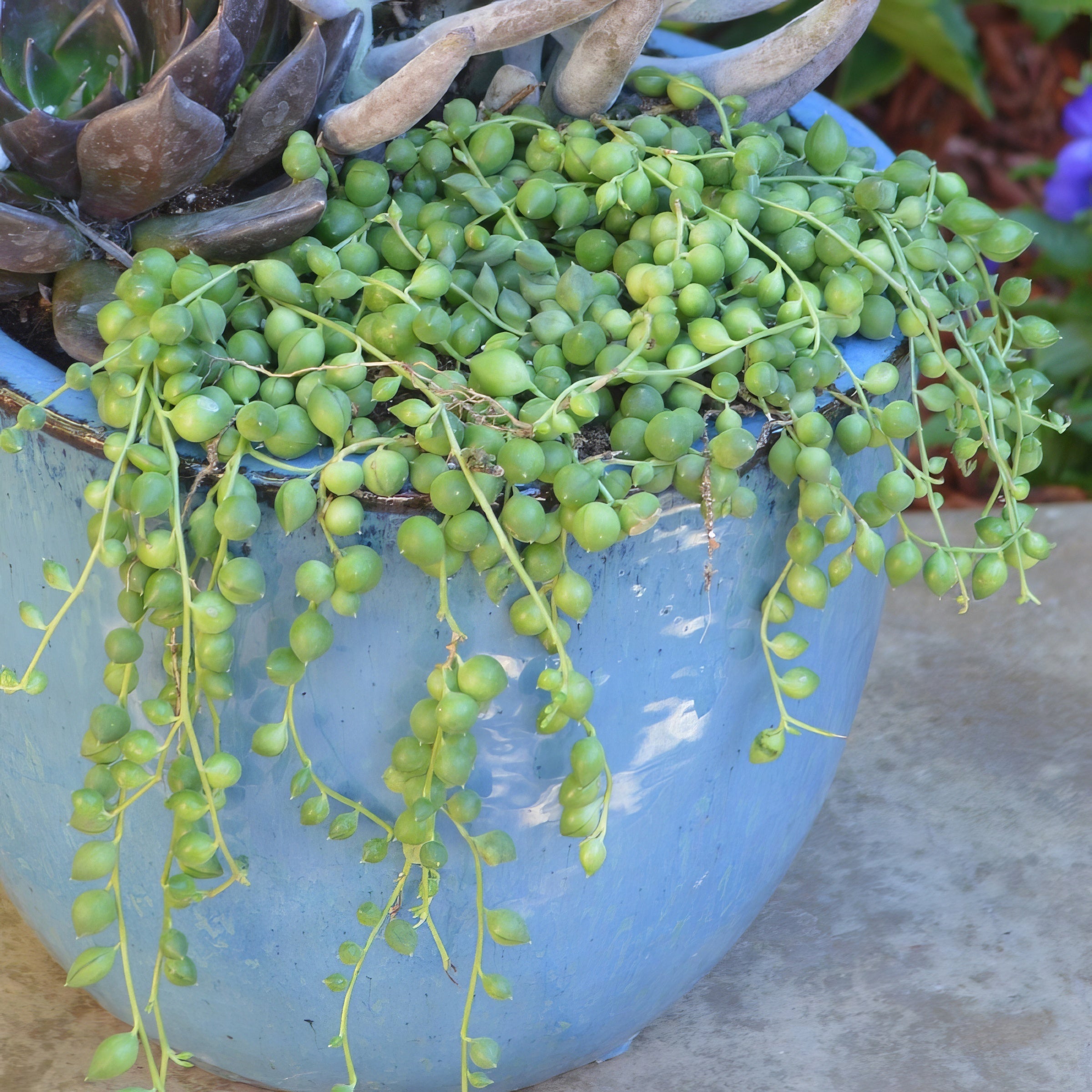 String of Pearls - 4" Pot