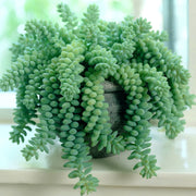 Sedum 'Burrito' - 8" Hanging Basket  (PICK UP ONLY)