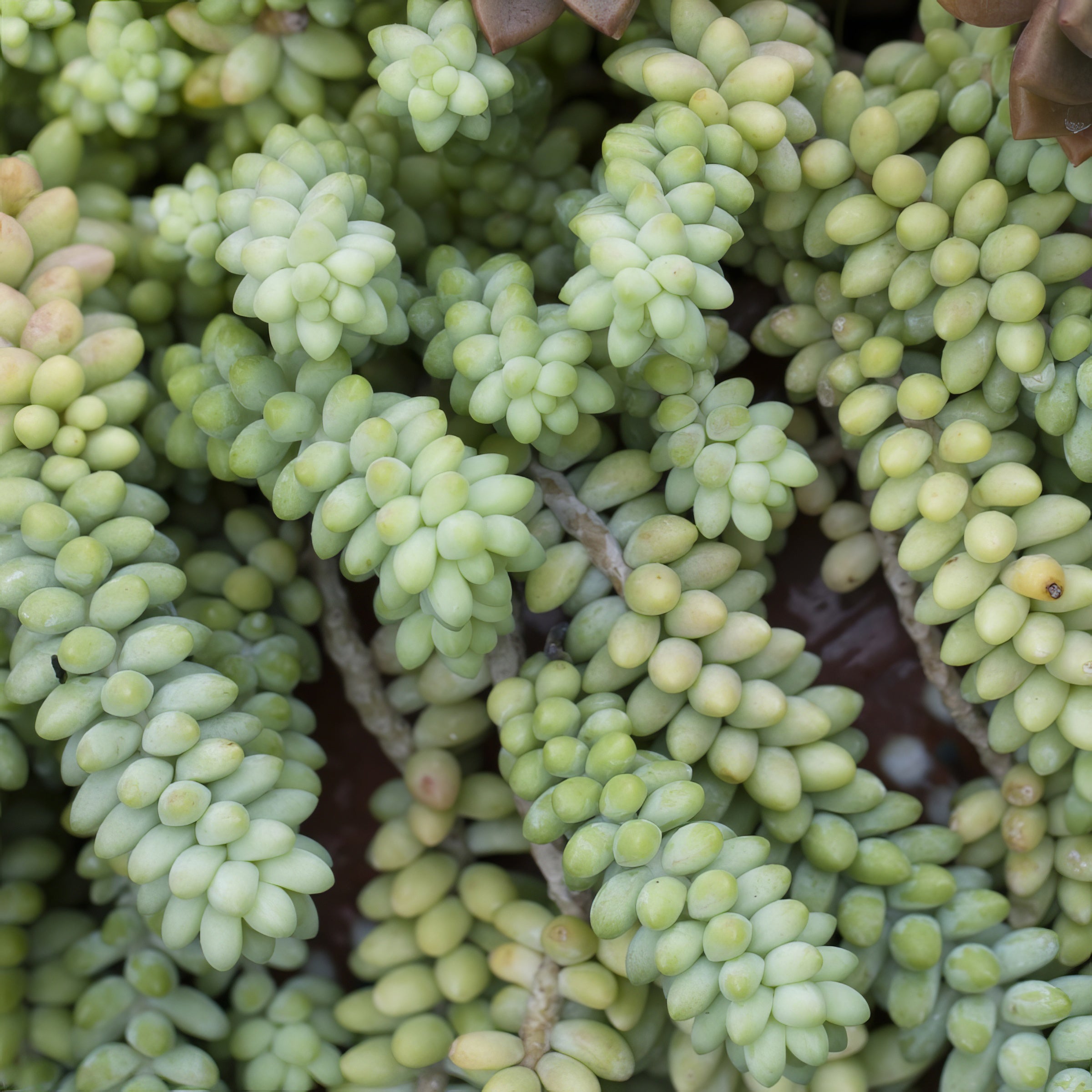 Sedum 'Burrito' - 8" Hanging Basket  (PICK UP ONLY)